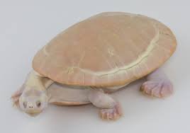 What kind of turtle has a pink shell? Pink Belly Sidenecks Enclosures