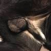Large and giant dog breeds have the highest risk of developing osteosarcoma. 1