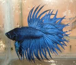 Alibaba.com offers 819 crowntail bettas products. Crowntail Betta 9gag
