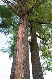 Because it is less expensive than douglas fir, it is often used for residential timber frames. Concord To Cut Down 22 White Pine Trees Infected With Needle Blight