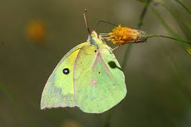 Image result for Indigofera ambelacensis