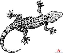 Black And White Leopard Gecko Drawing Lizard Clipart Black And White 15 Clipart Black And White Lizard Lizard Logo
