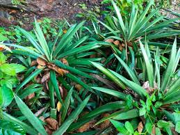 Image result for Agave sisalana