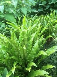 Image result for Asplenium angolense
