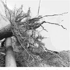Pdf Root System Development In Douglas Fir Pseudotsuga Menziesii Mirb Franco On Fertile Sites Semantic Scholar