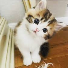 tumblr in 2021 cute baby cats cute baby animals cute cats