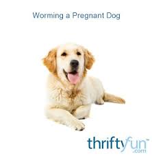 Learn about the best dewormers what you need is the best dog dewormer that is proven to be both effective and safe for your pooch. Worming A Pregnant Dog Thriftyfun