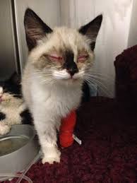 Humans often experience sore throats when they're sick, especially during flu and cold season. Can Cats Get Colds Infectious Creatures