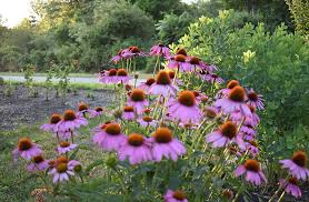 Maybe you would like to learn more about one of these? Backyard Gardeners Create Native Plant Corridors To Support Biodiversity Wildlife Habitat Ecori News