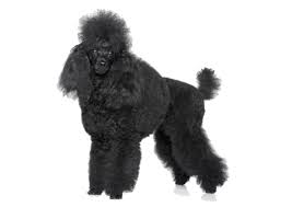 We did not find results for: Miniature Poodle Breed Facts And Information Petcoach