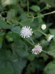 Image result for Adenostemma mauritianum