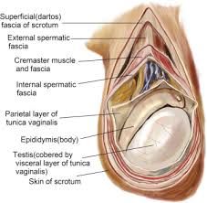 Image result for Scrotum