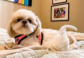 Its name means lion dog and refers to the regal look of the breed. Introducing The Shih Tzu A Lively Little Lion Dog K9 Web