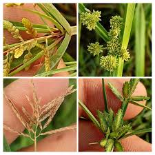 Image result for Cyperus sp. no. 1