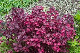 Image result for Iresine herbstii