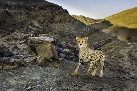 An Asiatic Cheetah In Iran Photo Credit C Frans Lanting Lanting Com Asiatic Cheetah Frans Lanting Cheetahs