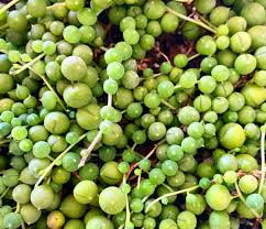 Image result for Senecio forbesii