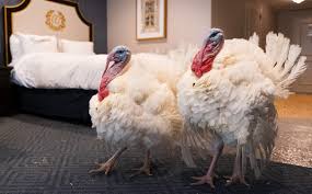 Our students love using this editable turkey names printable to learn how to write their names! President Trump Pardons Thanksgiving Turkey