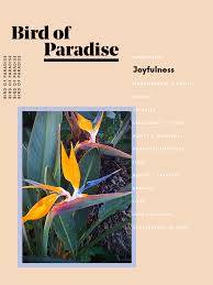 Bird Of Paradise Flower Meaning The Meaning Behind Every Flower Decoded Flower Meanings Paradise Plant Paradise Flowers