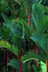 Palmier Jardin Tropical Jardins Plantes Tropicales
