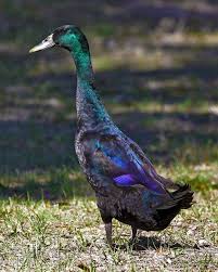 Baby Black And White Duck Breeds Indian Runner X Mallard Duck Animals Beautiful Animals Duck Breeds