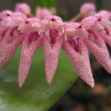 Image result for Bulbophyllum scaberulum