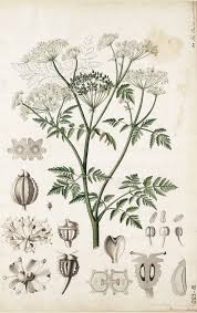 Image result for Conium