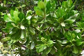 Image result for Barringtonia asiatica