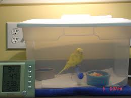 Pin On Birds Pet