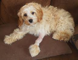 Mini cavapoo puppies for sale. Cavapoo Cavalier King Charles Spaniel Mix Info Temperament Pictures