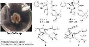 Image result for Heteromorpha sp. agg.