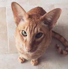 Whether you are japanese yourself or simply love japanese culture, japanese cat names are unique and exotic. 320 Asian Cat Names Japanese And Korean Cat Names The Paws