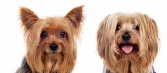 Alimentación para cachorros de raza pequeña ii. 3 Tips De Entrenamiento Para Perros De Razas Pequenas Laika Blog