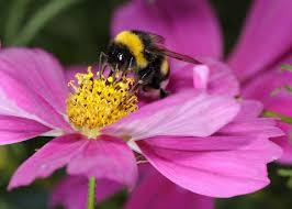 What happens when bees pollinate flowers. Losing A Single Pollinator Species Harms Plants Nature