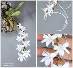 Image result for Aerangis kirkii