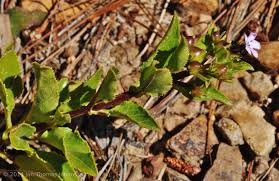 Image result for Teedia lucida