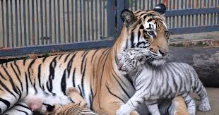 Paling Populer 26 Gambar Harimau Marah Unduh Gambar Gambar Gratis Yang Menakjubkan Tentang Harimau Singa Liar Saat Ini Ada Harimau Menggambar Harimau Kucing