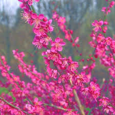 Buy Shrubs Flowering Month February Delivery By Crocus Prunus Mume Small Trees For Garden Prunus