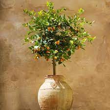 This plant is grown more for its looks than for its fruit edibility. Calamondin Orange Trees For Sale Fastgrowingtrees Com