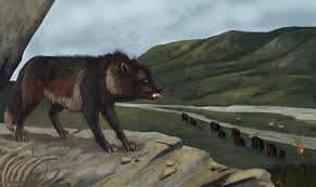 Image result for Astropanax