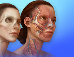 About Us — Biotic Artlab