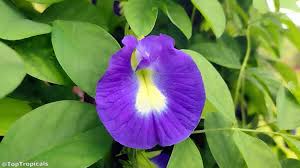Image result for Clitoria ternatea