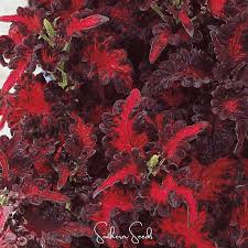 Image result for Coleus tetragonus