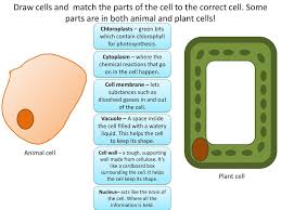 Animal cells in particular come in all kinds of shapes and sizes. Big Q What Do I Need To Revise The Organisms Test Ppt Download