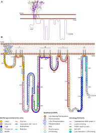 Influenseren planlegger å flytte sammen med sin britiske kjæreste. Frontiers P2x7 Interactions And Signaling Making Head Or Tail Of It Molecular Neuroscience