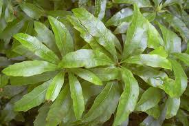 Image result for Myrica salicifolia