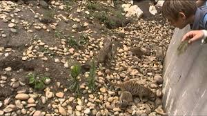 Rátalálhatsz a legjobb ingyenes videókra állatkerti állatok témában. Allatkerti Allatok Youtube