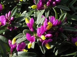 Image result for Polygala gazensis