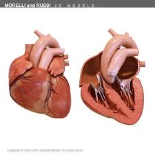 Morelli Human Heart Section 3d Model Human Liver Anatomy Human Heart Human Heart Anatomy