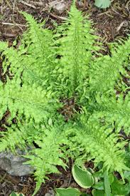 Image result for Dryopteris